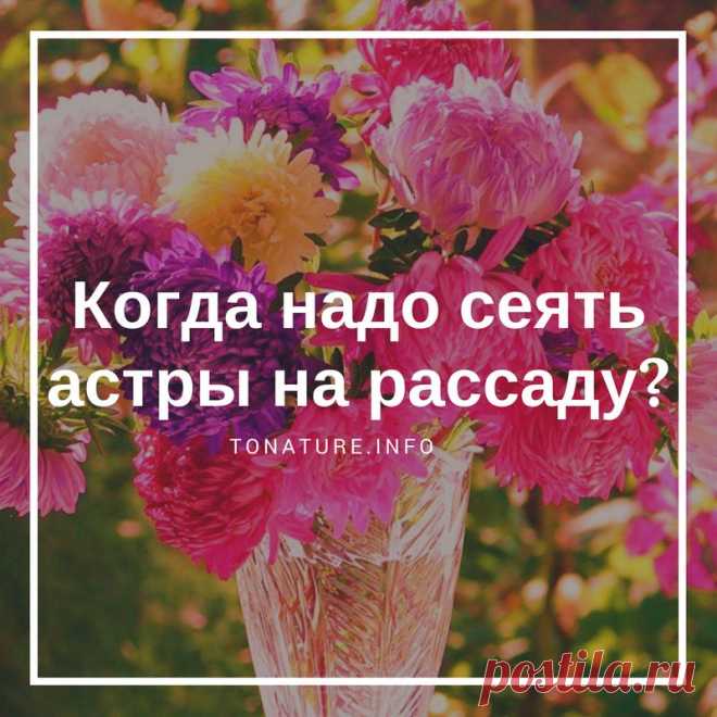 Когда надо сеять астры на рассаду? | выращивание, уход, размножение растений