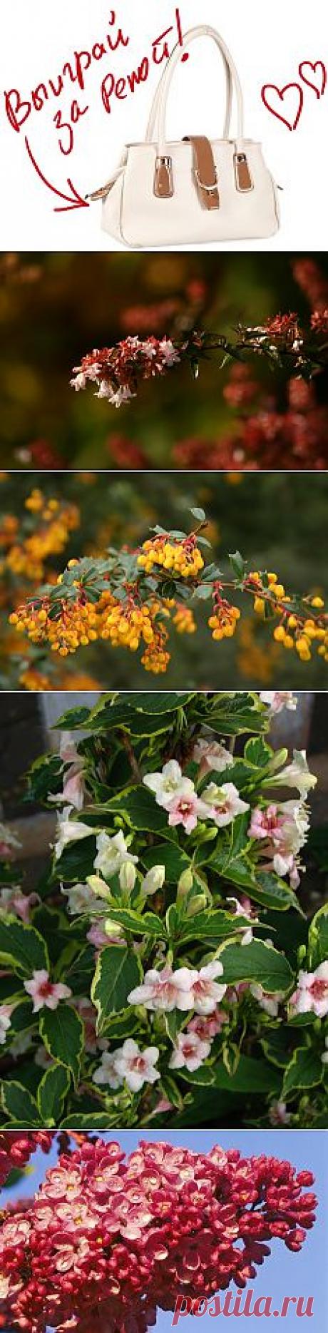 Обрезка декоративных древесных растений. Выиграйте стильную сумку от интернет-магазина Клуб Красоты, разместив любой пост с сайта 7dach.ru в Постиле. Чем больше постов - тем выше шансы. Розыгрыш состоится в понедельник, 16 декабря. В акции участвуют все посты, которые содержат этот текст и фото сумки!