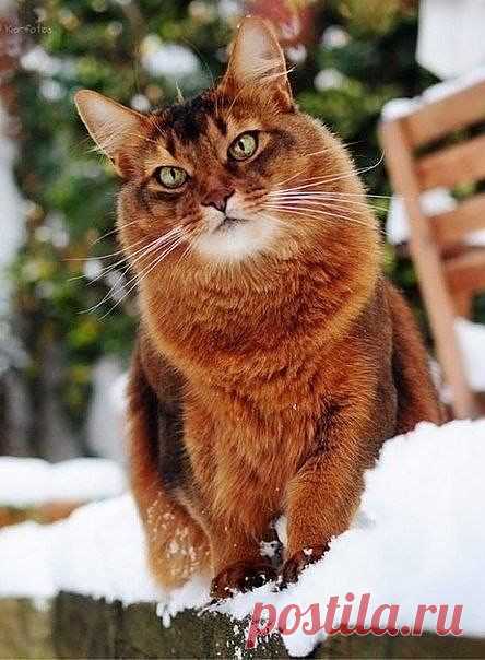 Рыжий и снежный).