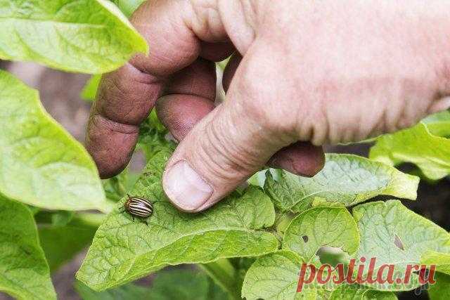 10 народных средств от колорадского жука на картошке