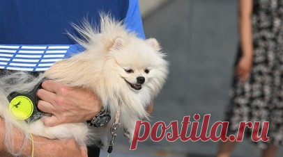 Кинолог Манев поддержал предложение об обязательной регистрации домашних животных. Ведущий проекта «Планета собак» кинолог Григорий Манев поддержал предложение Российской кинологической федерации ввести обязательную регистрацию домашних животных. Читать далее