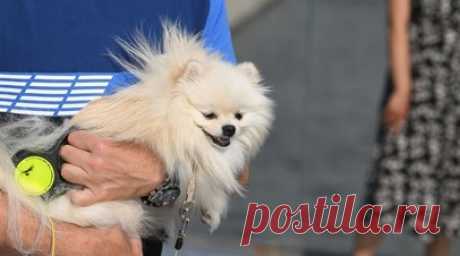 Кинолог Манев поддержал предложение об обязательной регистрации домашних животных. Ведущий проекта «Планета собак» кинолог Григорий Манев поддержал предложение Российской кинологической федерации ввести обязательную регистрацию домашних животных. Читать далее