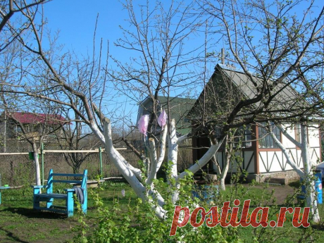 Омоложение яблони.Вместо спиленных старых ветвей, оставляем сильные волчковых побеги.