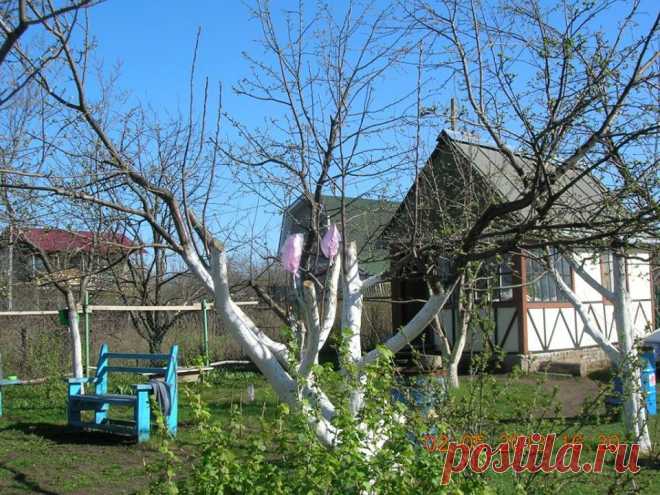 Омоложение яблони.Вместо спиленных старых ветвей, оставляем сильные волчковых побеги.
