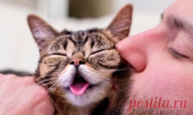 50 поразительных фактов о котиках.

Мир делится на две категории — любителей собак и кошек. Последних можно обожать за то, что они умилительны, умные и отлично смотрятся в Инстаграме. 

>>>>>>>