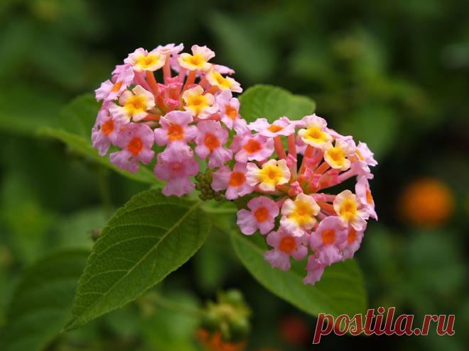 Лантана - описание, размножение, уход, посадка, фото, применение в саду, сорта и виды