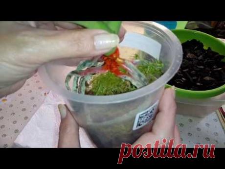 Корневая и Стволовая Гниль Орхидеи | Реанимация Орхидеи | Phal. Bright Maya