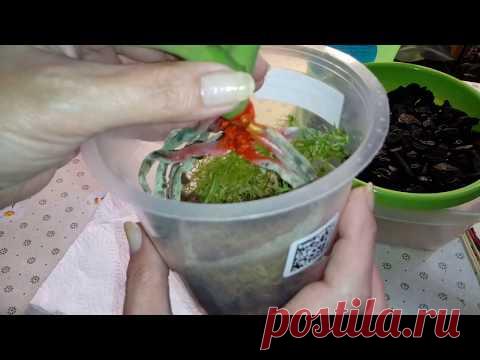 Корневая и Стволовая Гниль Орхидеи | Реанимация Орхидеи | Phal. Bright Maya