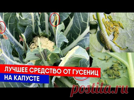 Лучшее средство от гусениц на капусте