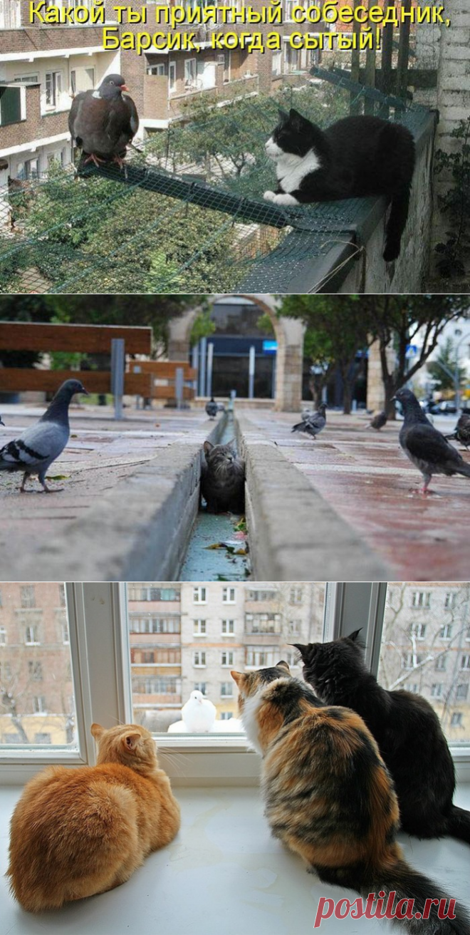 Котэ и голуби