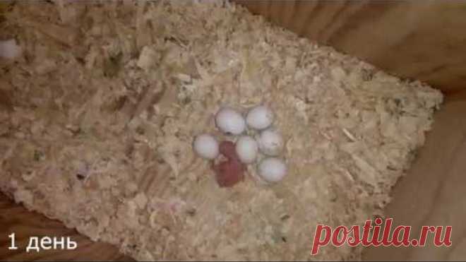 Птенец волнистого попугая. рост от вылупления до 29 дней. Budgie chick from 0 to 29 days