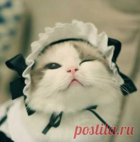 Котейшество