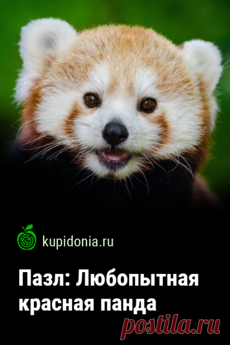 Пазл: Любопытная красная панда. Красивый пазл с красной пандой из серии «Пазлы с животными онлайн». Собирайте красивые пазлы онлайн.