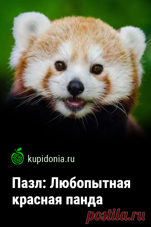 Пазл: Любопытная красная панда. Красивый пазл с красной пандой из серии «Пазлы с животными онлайн». Собирайте красивые пазлы онлайн.