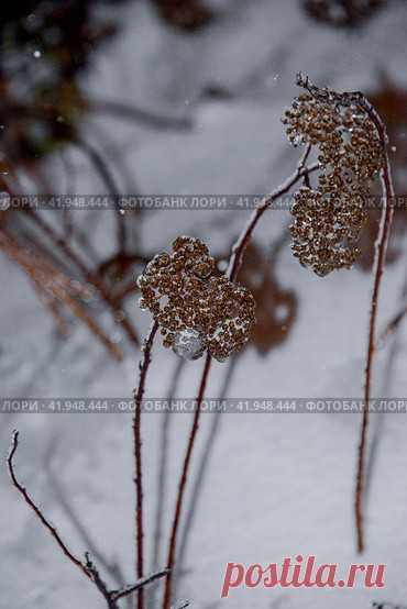 Close-up of dry frozen plant in white snow in winter evening Стоковое фото, фотограф Ilaronsia / Фотобанк Лори