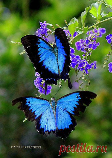 Pin by Diane K. on Nature Lover