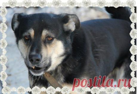 &quot;Помощь Братьям Нашим Меньшим&quot; (Екатеринбург)