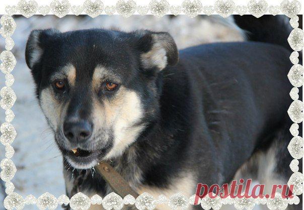 "Помощь Братьям Нашим Меньшим" (Екатеринбург)