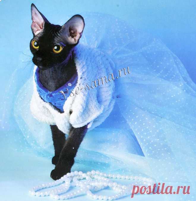 Белое платье для кошки спицами - Одежда для кошек