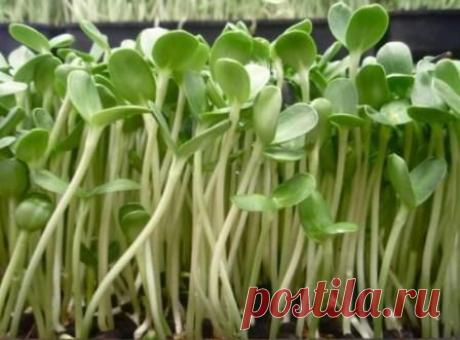 История с подсолнечником и рецепт