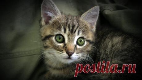 Взгляд зеленых глаз | Animals | Дзен