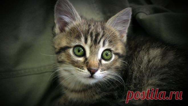 Взгляд зеленых глаз | Animals | Дзен