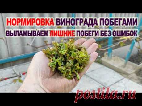 🍇 Без ЭТОЙ НОРМИРОВКИ ВИНОГРАДА  даже не думайте об урожайных, долговечных кустах. Выламываем побеги