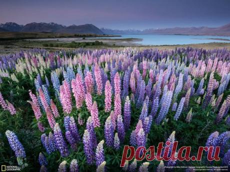 14 фотографий, с которыми вы откроете для себя волшебную природу Новой Зеландии: