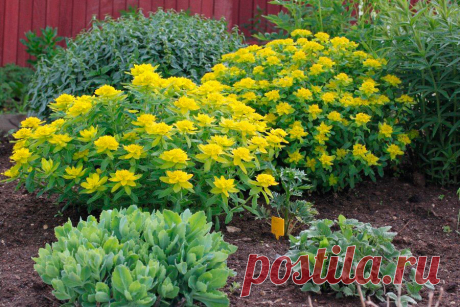 Многолетний садовый цветок Молочай (Euphorbia). К данному роду принадлежат однолетние и многолетние травянистые растения, кустарники и даже деревья. Для декоративного садоводства средней полосы России представляют интерес травянистые многолетники, образующие неприхотливые подушковидные заросли. Цветет с мая по июль.

Основные виды.
М.многоцветный (E.polychroma) - растение высотой 30-50 см, шаровидное, ветвящееся, листья эллииптические, сидячие. Весной верхушечные листья - ярко-желтые.
