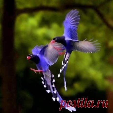 pajaros de bellos colores - Buscar con Google