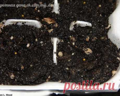 Сажаем в кипяток