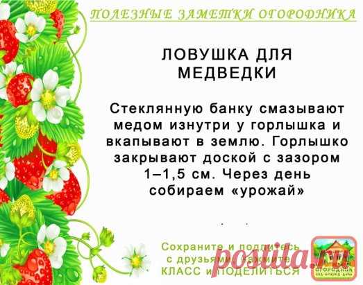 КОПИЛОЧКА  ОГОРОДНИКА!
Сохраните и поделитесь с друзьями!
#✒ЗаметкиОгородника✒