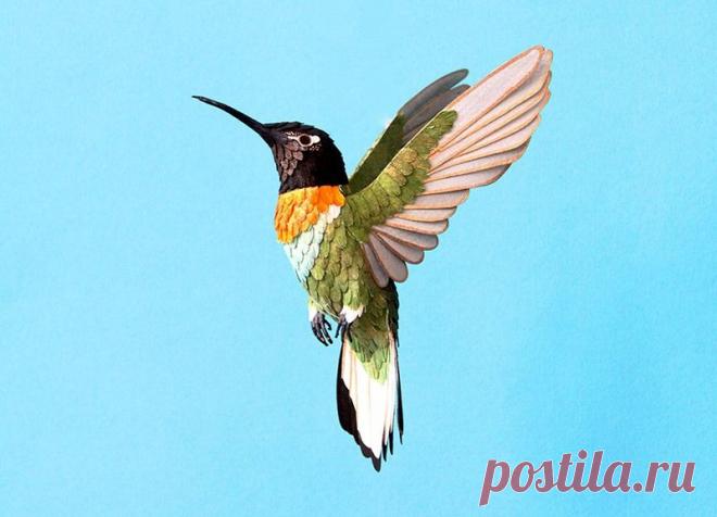 БУМАЖНЫЕ ПТИЦЫ ДИАНЫ БЕЛЬТРАН