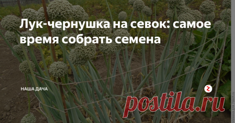 Лук-чернушка на севок: самое время собрать семена Польза от такого метода выращивания лука несомненная. Во-первых, вы снимите затраты на покупку семенного лука следующей весной – а это, на самом деле, довольно накладно, севок – недешёвое удовольствие. Во-вторых, вы точно будете знать сорт вашего лука, его особенности и «лежкость» зимой. В-третьих, вы будете уверены в качестве вашего посадочного материала. Сплошные плюсы, согласитесь?
