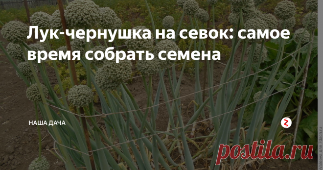 Лук-чернушка на севок: самое время собрать семена Польза от такого метода выращивания лука несомненная. Во-первых, вы снимите затраты на покупку семенного лука следующей весной – а это, на самом деле, довольно накладно, севок – недешёвое удовольствие. Во-вторых, вы точно будете знать сорт вашего лука, его особенности и «лежкость» зимой. В-третьих, вы будете уверены в качестве вашего посадочного материала. Сплошные плюсы, согласитесь?