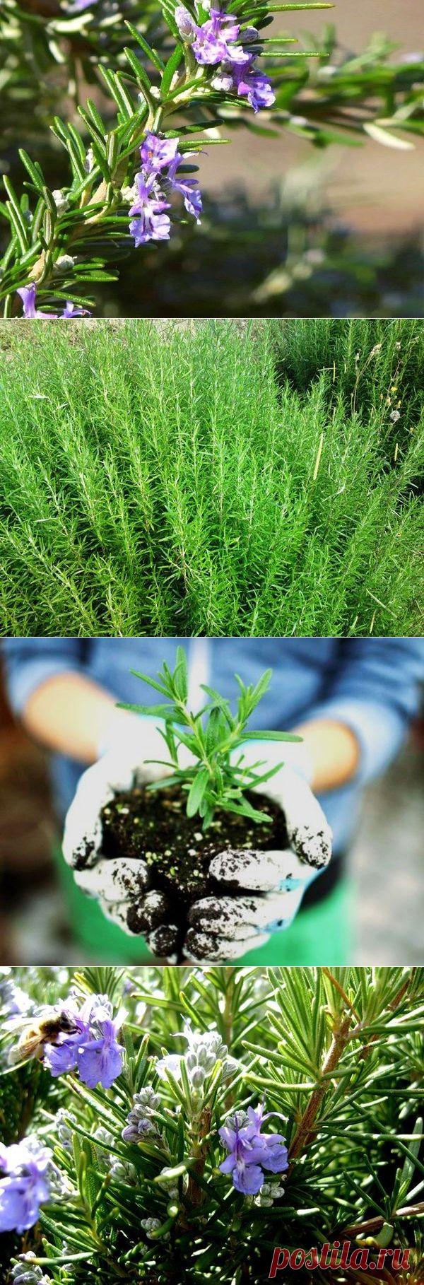 Выращивание розмарина в открытом грунте. Посадка и уход за розмарином