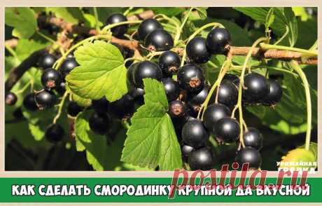 КАК СДЕЛАТЬ СМОРОДИНКУ КРУПНОЙ ДА ВКУСНОЙ

Хороша смородина в саду! Что черная, что красная, что белая, что золотистая... У каждой свои витамины, свой вкус.
Садоводы уже вывели такие сорта, которые дают ягоды размером до двух сантиметров в диаметре. Уже не новость-шесть-семь килограммов урожая с куста, а то и больше.

КАЖДЫЙ ГОД-НОВЫЙ КУСТ.
На многих садовых участках сегодня есть такие сорта. Но вот беда: через пять-шесть лет ягоды начинают мельчать, а урожайность падать. ...