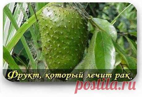 Ваш личный врач.: ФРУКТ, КОТОРЫЙ ЛЕЧИТ РАК