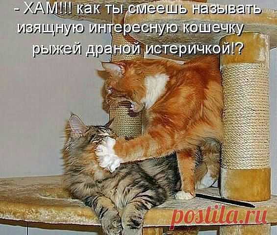 h-5246.jpg (Изображение JPEG, 565 × 480 пикселов)