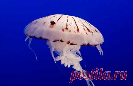 30 фото медуз — самых невероятных морских обитателей