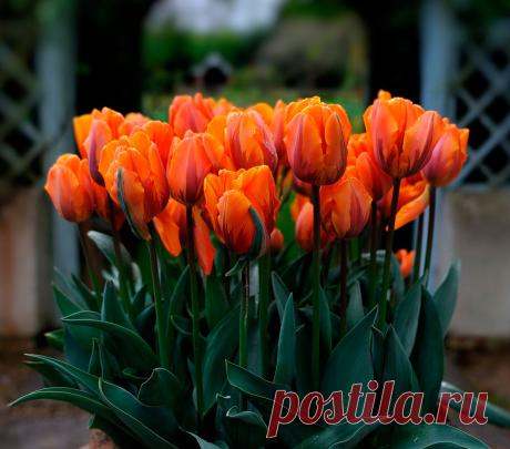 Многолетний садовый цветок Тюльпан (Tulipa). Луковичный травянистый многолетник. Луковица округлая, состоит из запасающих чешуй и пленчатой кожистой кроющей чешуи. Цветочный стебель высотой от 10 до 80 см. Листья широколанцетные, с восковым налетом. Цветки разнообразной формы и окраски. Цветет в апреле - мае.

Основные виды.
Все сорта и гибриды объединены под названием т.гибридный (T.hybrida). Современная классификация выделяет 15 групп тюльпанов: простые ранние - высотой 30-40 см.