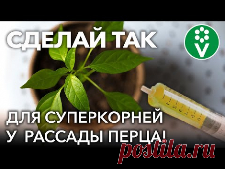 У МЕНЯ ВСЕГДА ВЫРАСТАЕТ НИЗЕНЬКАЯ И ТОЛСТАЯ РАССАДА ПЕРЦА БЛАГОДАРЯ ЭТОМУ!