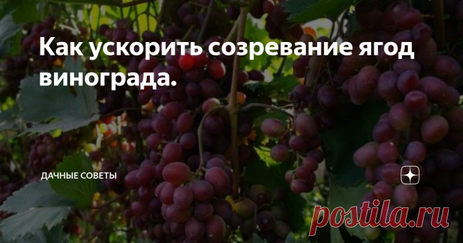Как ускорить созревание ягод винограда. Мечта любого виноградаря – получение урожая раньше положенного  срока. Конечно можно подождать пока он самостоятельно созреет и покупать  грозди. Но ведь домашний виноград вкуснее, ароматней, слаще и гораздо  вкуснее. Получить урожай немного раньше возможно, но придется применить  несколько хитростей.
Чтобы будущий саженец давал урожай немного раньше, посадить его стоит на южной стороне, под высок