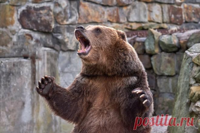 Пришлось застрелить. Медведица напала на свою хозяйку в элитном поселке. Дикий зверь томился в клетке, но смог выбраться. Эксперты говорят, что животное напрасно пустили в расход. Если бы медведь хотел убить, то убил бы.