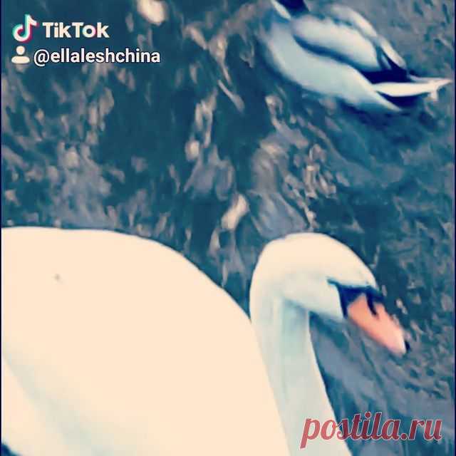 грациозные белые лебеди, плывут в небе отраженном в пруду как облака... #люблюосень 
#дышитеназдоровье
Ваша #остеопатлещина  #остеопатияукраина