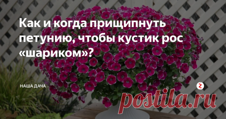 Как и когда прищипнуть петунию, чтобы кустик рос «шариком»? Опытные садоводы уже знают: чтобы получить красивый компактный кустик петунии с множеством дополнительных побегов (а именно они придают желаемую форму цветку), то на стадии роста рассады центральный побег следует прищипнуть. Когда и как это сделать правильно, чтобы от процедуры была только польза, и никакого вреда растению?