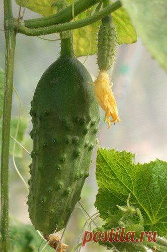 Огурцы на подоконнике: сорта и агротехника | Подмосковье