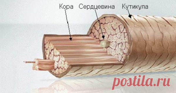 Строение волоса и кожи человека на голове в разрезе: корневого человеческого волоска, стержня, корня, видео-инструкция по уходу своими руками, схема, фото и цена
