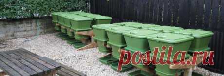 Калифорнийские черви и их разведение в домашних условиях как бизнес :: SYL.ru