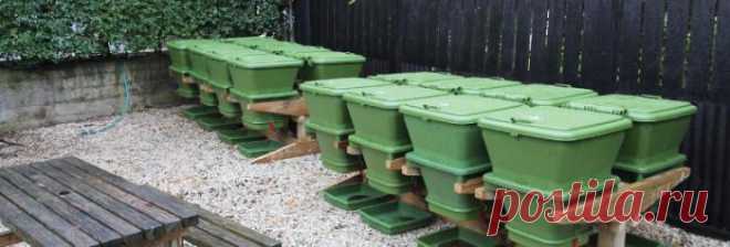 Калифорнийские черви и их разведение в домашних условиях как бизнес :: SYL.ru